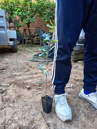 Olivos en venta