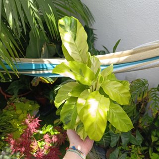 Calathea fusion yellow