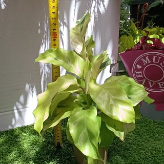 Calathea fusion yellow
