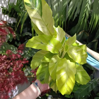 Calathea fusion yellow