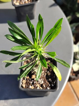 Pachypodium Lamerei #1