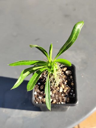 Pachypodium Lamerei #2