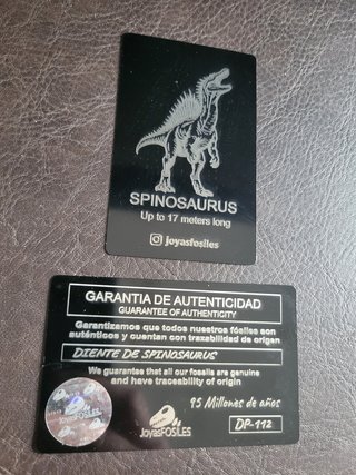 Caja con Fósil Spinosaurio 95 Millones años