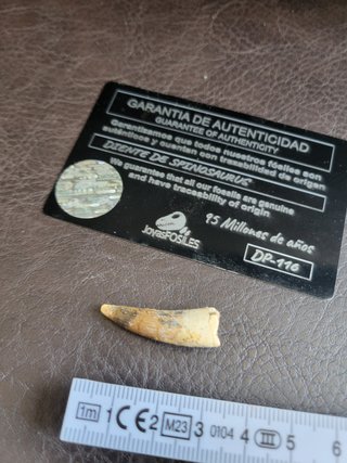 Caja con Fósil Spinosaurio 95 Millones años