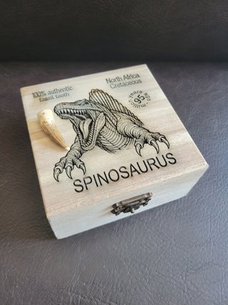 Caja con Fósil Spinosaurio 95 Millones años