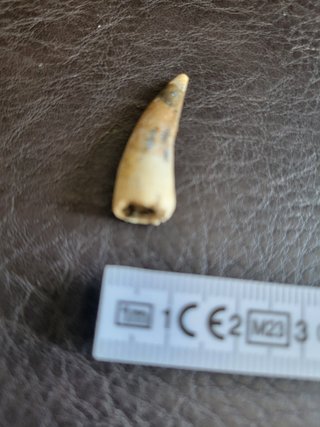 Caja con Fósil Spinosaurio 95 Millones años