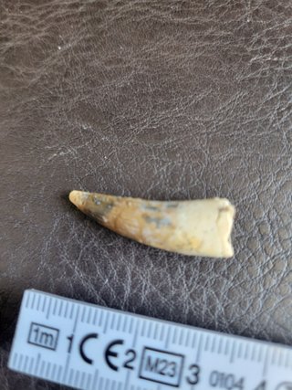 Caja con Fósil Spinosaurio 95 Millones años