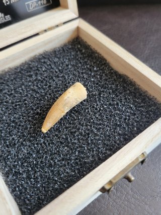 Caja con Fósil Spinosaurio 95 Millones años