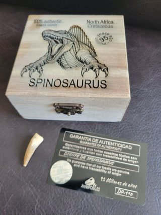 Caja con Fósil Spinosaurio 95 Millones años