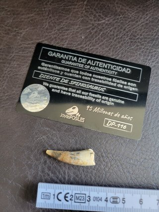 Caja con Fósil Spinosaurio 95 Millones años