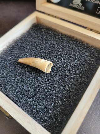 Caja con Fósil Spinosaurio 95 Millones años