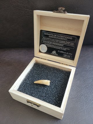 Caja con Fósil Spinosaurio 95 Millones años