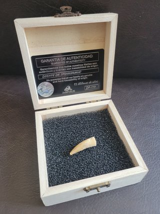 Caja con Fósil Spinosaurio 95 Millones años