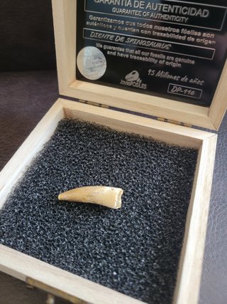 Caja con Fósil Spinosaurio 95 Millones años