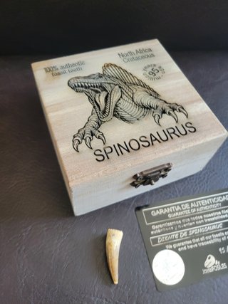 Caja con Fósil Spinosaurio 95 Millones años