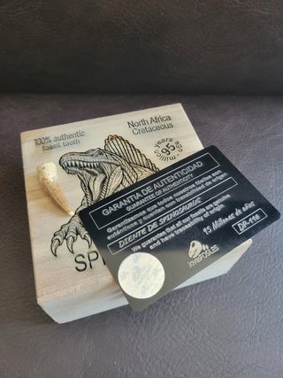 Caja con Fósil Spinosaurio 95 Millones años