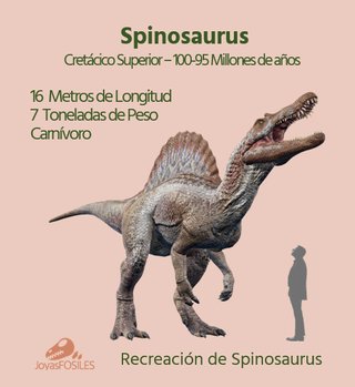 Caja con Fósil Spinosaurio 95 Millones años