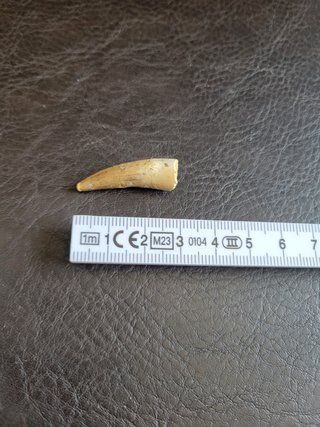 Caja con Fósil Spinosaurio 95 Millones años