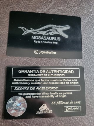 Caja con Fósil Mosasaurio Auténtico 66 Millones