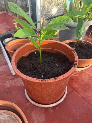 Planta de aguacate joven