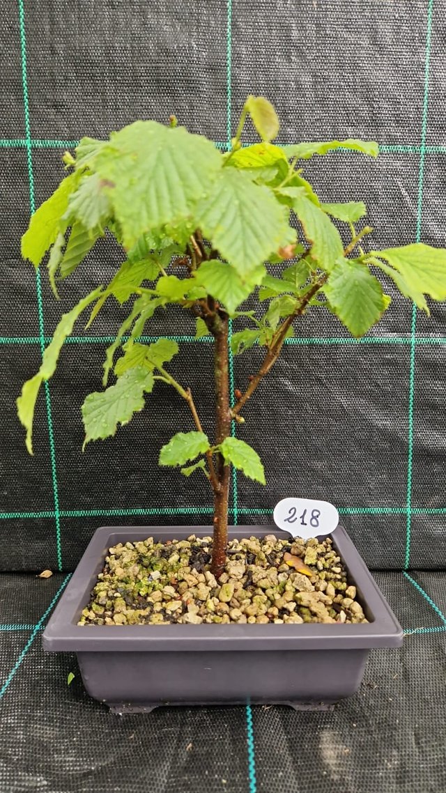 Bonsai Nocciolo (Corylus avellana) 218