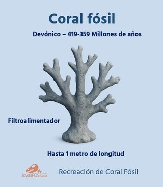 Coral Rama Fósil Devónico 350 Millones Años