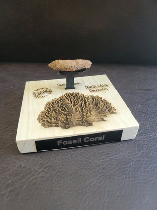 Coral Rama Fósil Devónico 350 Millones Años