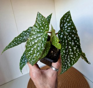 Begonia Maculata