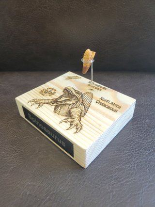 Expositor Fósil Dinosaurio Spinosaurus