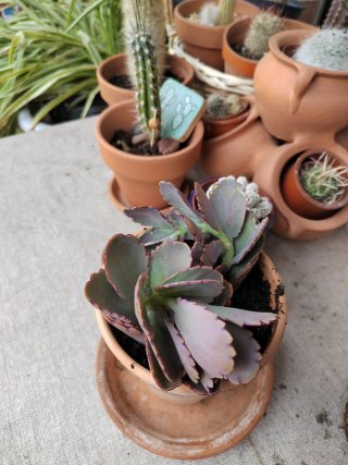 Planta Kalanchoe