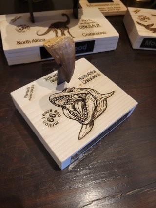 Fósil Punta Mosasaurus Expositor Premium