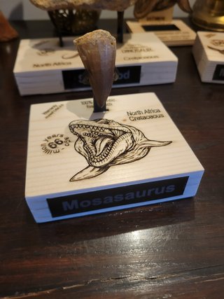 Fósil Punta Mosasaurus Expositor Premium
