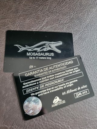 Fósil Punta Mosasaurus Expositor Premium