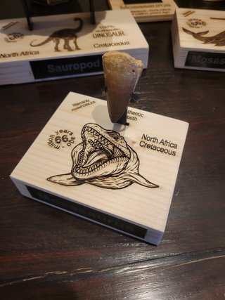 Fósil Punta Mosasaurus Expositor Premium