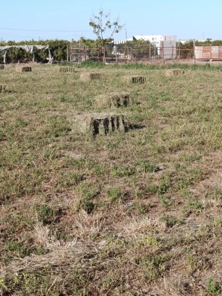 Alfalfa en balas