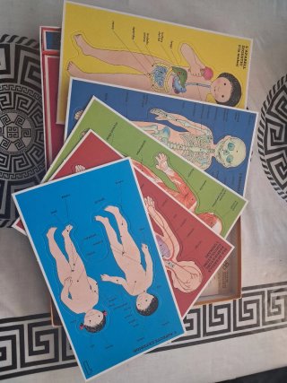 Juego Com es el meu cos de anatomía