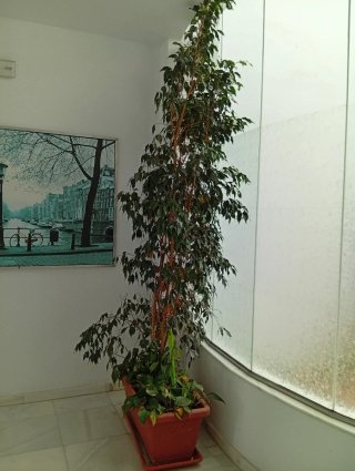 Jardinera Ficus 3m + conjunto potos