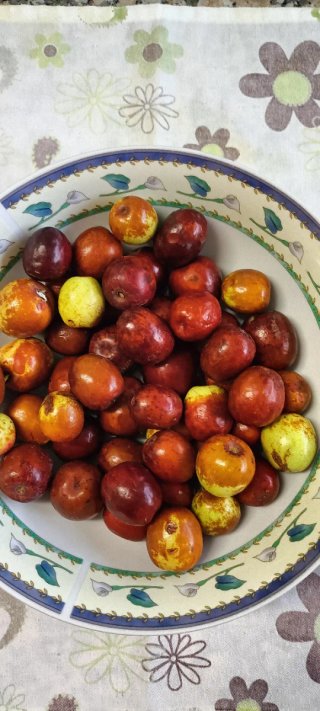 Azufaifo Fruto Grueso