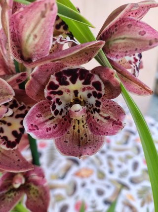 Orchidea Cymbidium Red 2