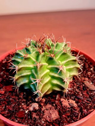 Planta.Gymnocalycium Mihanovichii.