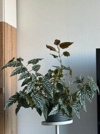 Begonia Maculata Grande con Maceta
