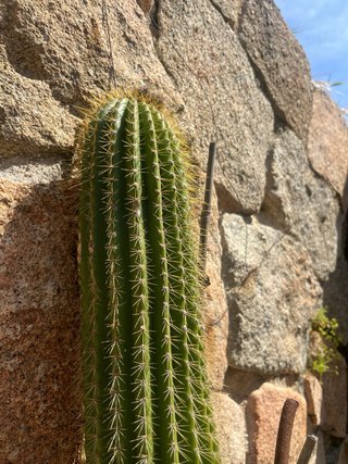 Lote 2 cactus grandes solo venta en persona