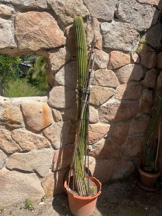 Lote 2 cactus grandes solo venta en persona