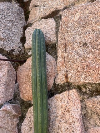 Lote 2 cactus grandes solo venta en persona