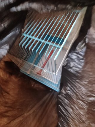 Jaula para pájaros