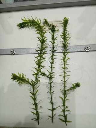 7 Talee di Egeria Densa