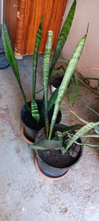 2 Planta Sansevieria en maceta
