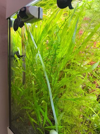 Hygrophila Corimbosa Pianta Acquario 5 piantine