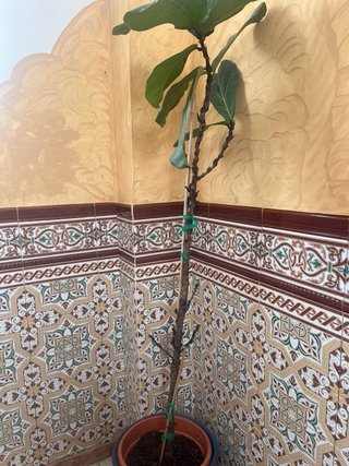 Planta de interior Ficus Lyrata