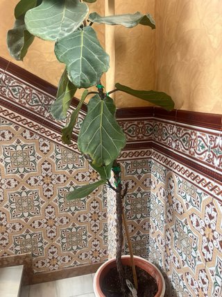 Planta de interior Ficus Lyrata